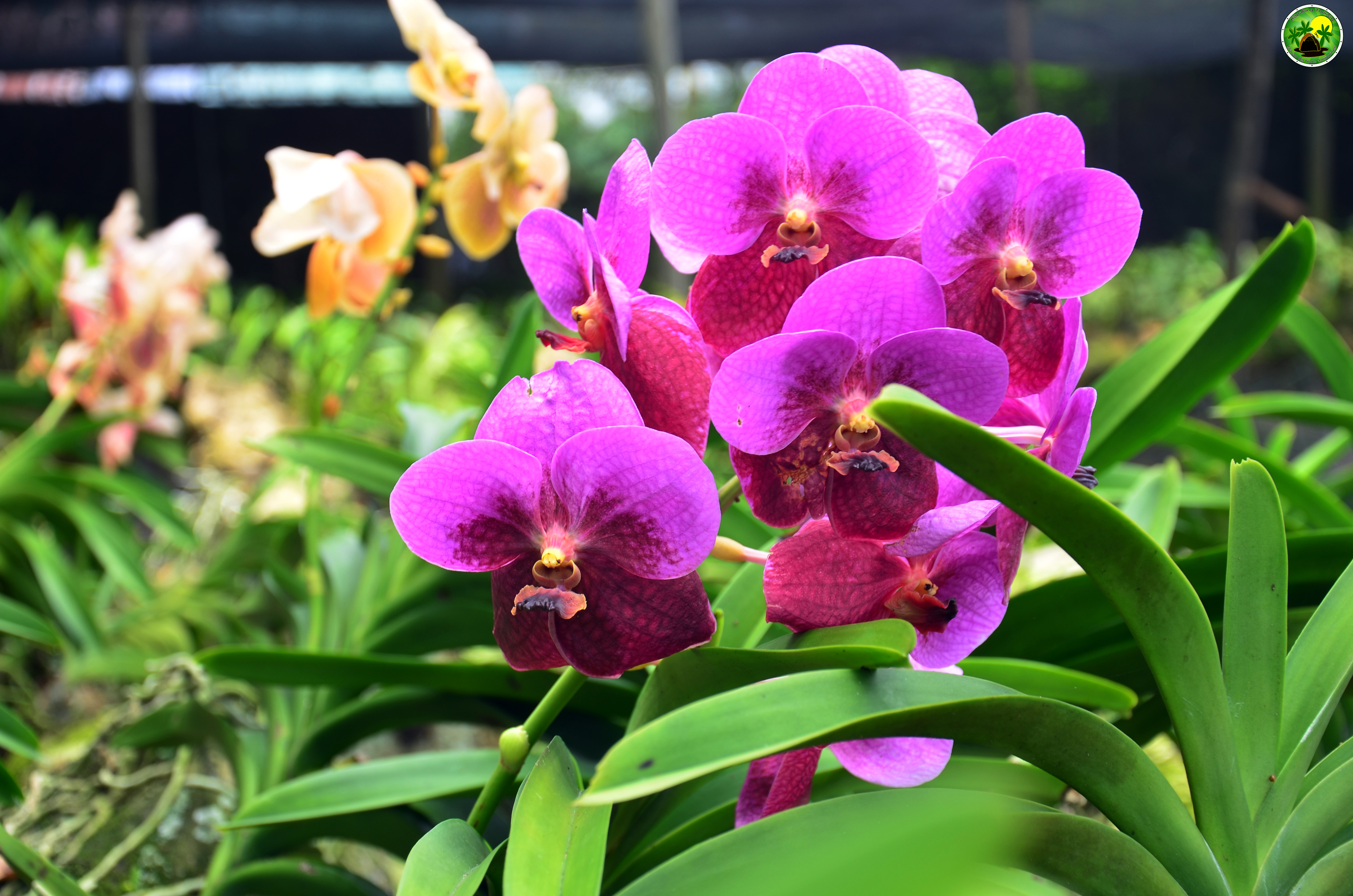 Pag-Asa Farms – shaded farm pathways