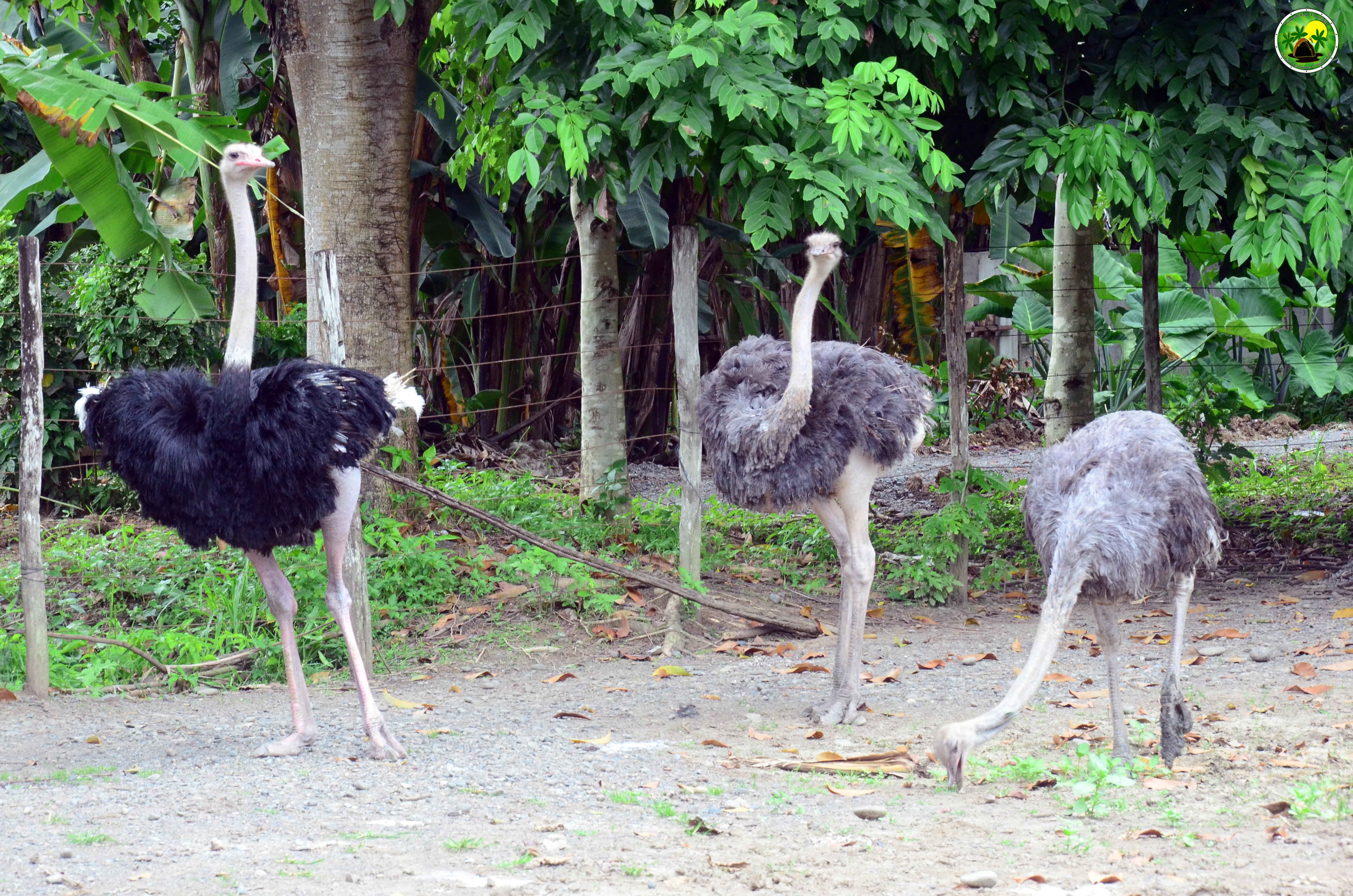 Pag-Asa Farms – demonstration and viewing space